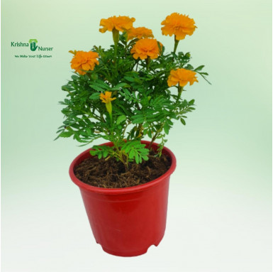 Jafri Plant - Orange Flower - Seasonal Plants -  - jafri-plant-orange-flower -   