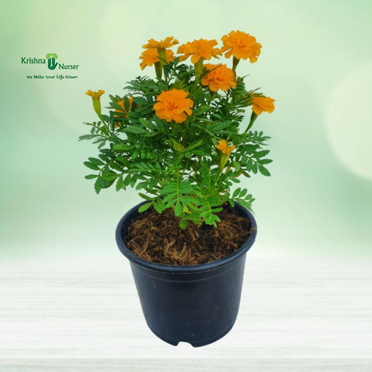 Jafri Plant - Orange Flower - Seasonal Plants -  - jafri-plant-orange-flower -   
