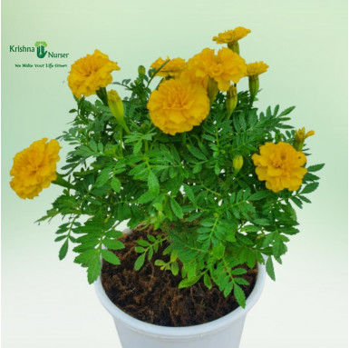 Jafri Plant - Yellow Flower - Seasonal Plants -  - jafri-plant-yellow-flower -   