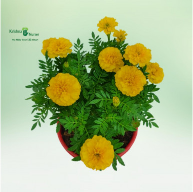 Jafri Plant - Yellow Flower - Seasonal Plants -  - jafri-plant-yellow-flower -   