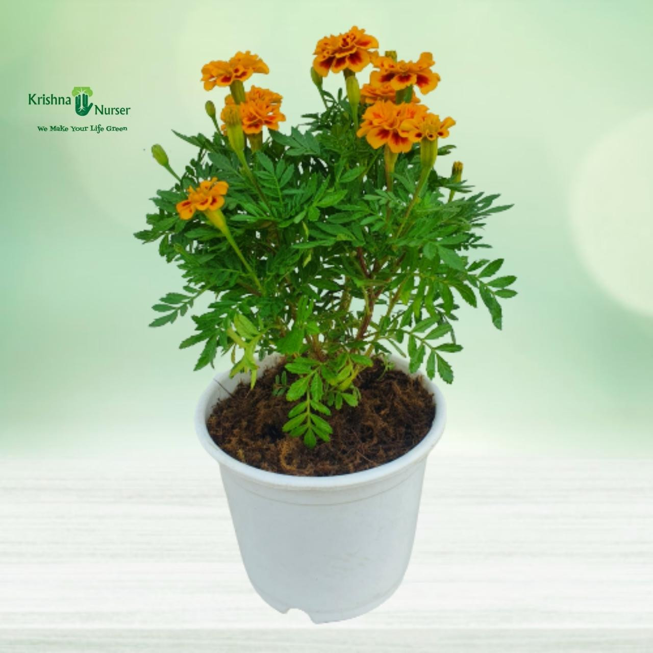 Jafri Plant (Yellow and Maroon Combination) - Seasonal Plants -  - jafri-plant-yellow-and-maroon-combination -   