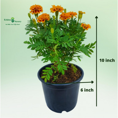 Jafri Plant (Yellow and Maroon Combination) - Seasonal Plants -  - jafri-plant-yellow-and-maroon-combination -   