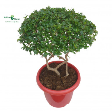 Bonsai Malpeghia Plant - Carmona Plant - Bonsai Plants -  - bonsai-malpeghia-plant-carmona-plant -   
