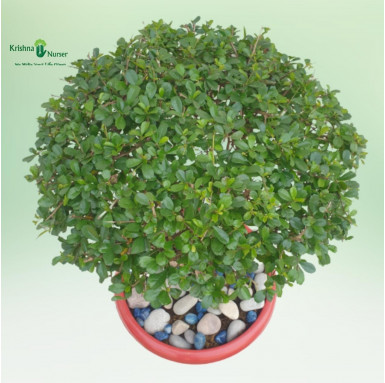 Bonsai Malpeghia Plant with Pebbles - Carmona Plant - Bonsai Plants -  - bonsai-malpeghia-plant-with-pebbles-carmona-plant -   