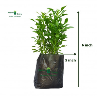 Green Alternanthera Plant - Green Wall Plants -  - green-alternanthera-plant -   