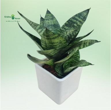 Green Dwarf Snake Plant - Table Top Plants -  - green-dwarf-snake-plant -   