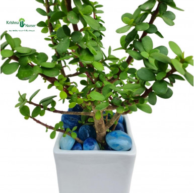 Jade Plant with Ceramic Pot and Pebbles - Table Top Plants -  - jade-plant-with-ceramic-pot-and-pebbles -   