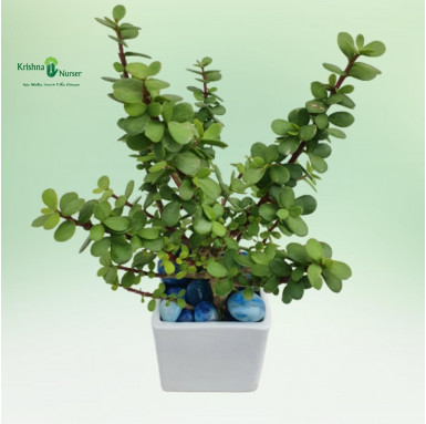 Jade Plant with Ceramic Pot and Pebbles - Table Top Plants -  - jade-plant-with-ceramic-pot-and-pebbles -   