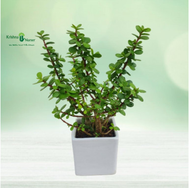 Jade Plant With Ceramic Pot - Table Top Plants -  - jade-plant-with-ceramic-pot -   