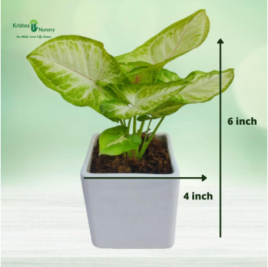Syngonium Plant with Ceramic Pot - Gifting Plants -  - syngonium-plant-with-ceramic-pot -   