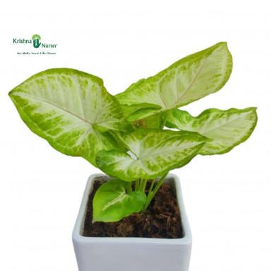 Syngonium Plant with Ceramic Pot - Gifting Plants -  - syngonium-plant-with-ceramic-pot -   