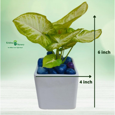 Syngonium Plant With Ceramic Pot & Pebbles - Table Top Plants -  - syngonium-plant-with-ceramic-pot-pebbles -   