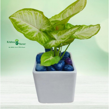 Syngonium Plant With Ceramic Pot & Pebbles - Table Top Plants -  - syngonium-plant-with-ceramic-pot-pebbles -   