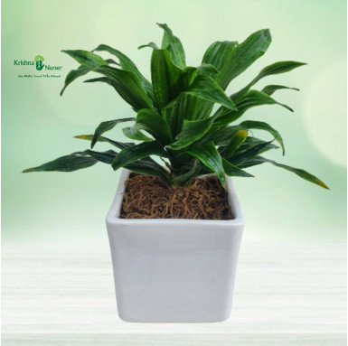 Dracaena Compacta Plant with Ceramic Pot - Gifting Plants -  - dracaena-compacta-plant-with-ceramic-pot -   
