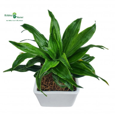 Dracaena Compacta Plant with Ceramic Pot - Gifting Plants -  - dracaena-compacta-plant-with-ceramic-pot -   