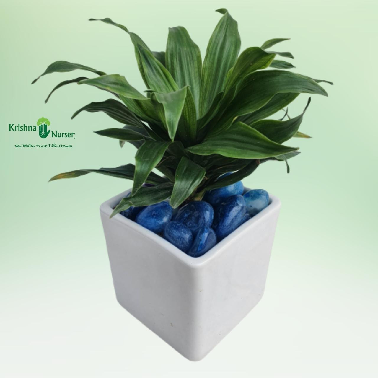 Dracaena Compacta Plant With Ceramic Pot & Pebbles - Gifting Plants -  - dracaena-compacta-plant-with-ceramic-pot-pebbles -   