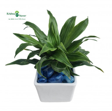 Dracaena Compacta Plant With Ceramic Pot & Pebbles - Gifting Plants -  - dracaena-compacta-plant-with-ceramic-pot-pebbles -   