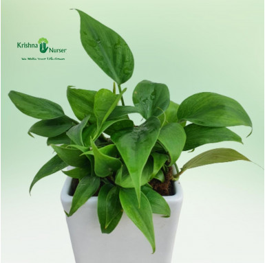 Philodendron Oxycardium Plant with Ceramic Pot - Air Purifier Plants -  - philodendron-oxycardium-plant-with-ceramic-pot -   