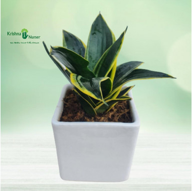 Golden Sansevieria Plant with Ceramic Pot - Air Purifier Plants -  - golden-sansevieria-plant-with-ceramic-pot -   