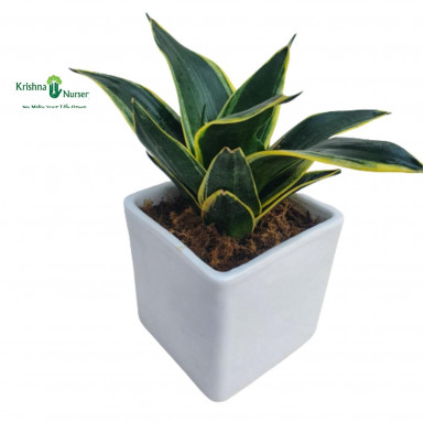 Golden Sansevieria Plant with Ceramic Pot - Air Purifier Plants -  - golden-sansevieria-plant-with-ceramic-pot -   