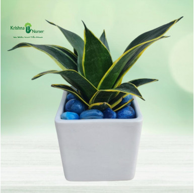 Golden Sansevieria Plant With Ceramic Pot & Pebbles - Air Purifier Plants -  - golden-sansevieria-plant-with-ceramic-pot-pebbles
