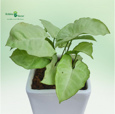 Syngonium Podophyllum Plant with Ceramic Pot - Gifting Plants -  - syngonium-podophyllum-plant-with-ceramic-pot -   
