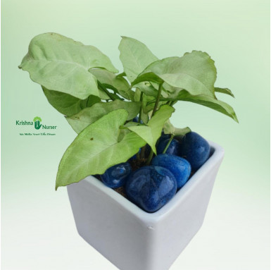 Syngonium Podophyllum Plant With Ceramic Pot & Pebbles - Gifting Plants -  - syngonium-podophyllum-plant-with-ceramic-pot-pebble
