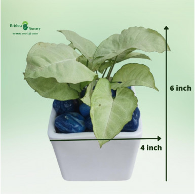 Syngonium Podophyllum Plant With Ceramic Pot & Pebbles - Gifting Plants -  - syngonium-podophyllum-plant-with-ceramic-pot-pebble