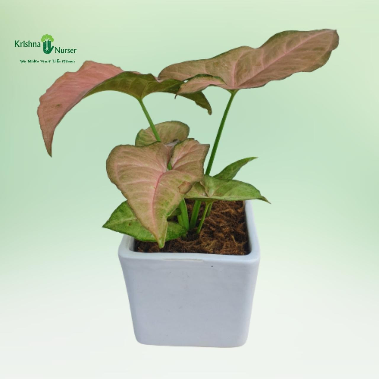 Pink Syngonium Plant with Ceramic Pot - Air Purifier Plants -  - pink-syngonium-plant-with-ceramic-pot -   