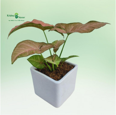 Pink Syngonium Plant with Ceramic Pot - Air Purifier Plants -  - pink-syngonium-plant-with-ceramic-pot -   