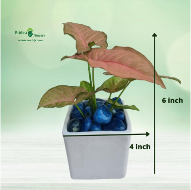 Pink Syngonium Plant With Ceramic Pot & Pebbles - Gifting Plants -  - pink-syngonium-plant-with-ceramic-pot-pebbles -   