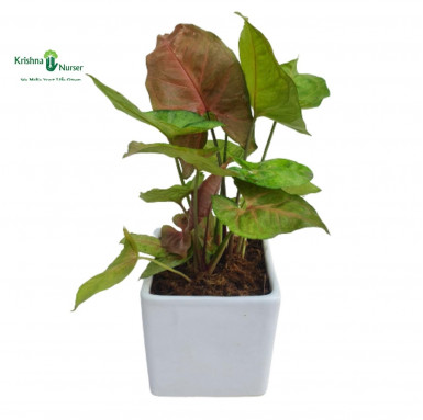 Syngonium Bronze Plant with Ceramic Pot - Gifting Plants -  - syngonium-bronze-plant-with-ceramic-pot -   
