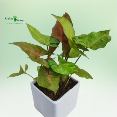 Syngonium Bronze Plant with Ceramic Pot - Gifting Plants -  - syngonium-bronze-plant-with-ceramic-pot -   