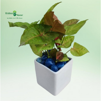 Syngonium Bronze Plant with Ceramic Pot & Pebbles - Air Purifier Plants -  - syngonium-bronze-plant-with-ceramic-pot-pebbles -  