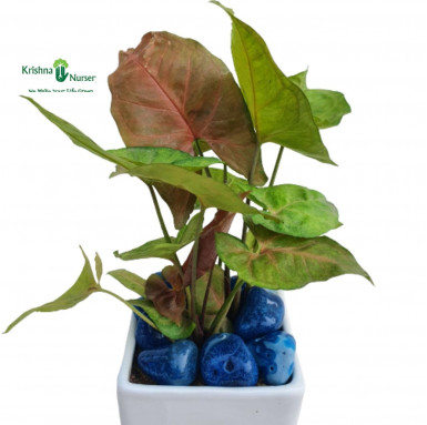 Syngonium Bronze Plant with Ceramic Pot & Pebbles - Air Purifier Plants -  - syngonium-bronze-plant-with-ceramic-pot-pebbles -  