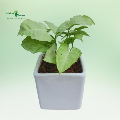 Syngonium Podophyllum Plant with Ceramic Pot - Gifting Plants -  - syngonium-podophyllum-plant-with-ceramic-pot -   
