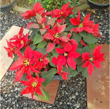 Poinsettia Plant with Bowl Pot - Indoor Plants -  - poinsettia-plant-with-bowl-pot -   