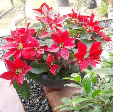 Poinsettia Plant with Bowl Pot - Indoor Plants -  - poinsettia-plant-with-bowl-pot -   