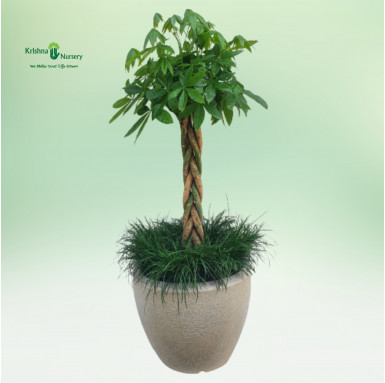 Pachira Plant - Premium Products -  - pachira-plant -   