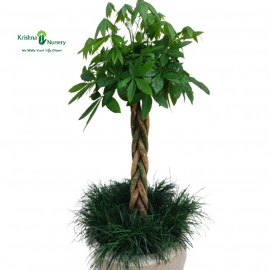Pachira Plant - Premium Products -  - pachira-plant -   