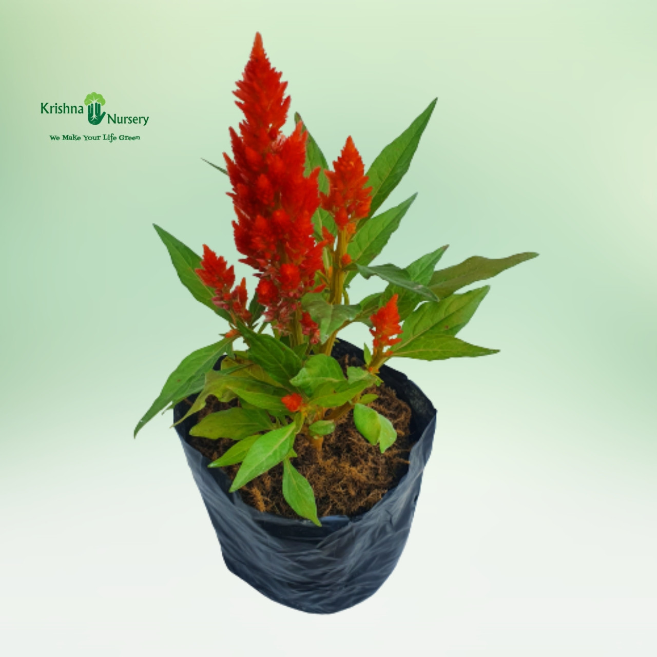 Celosia Flower Plant (Any Color) - Seasonal Plants -  - celosia-flower-plant-any-color -   