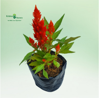Celosia Flower Plant (Any Color) - Seasonal Plants -  - celosia-flower-plant-any-color -   