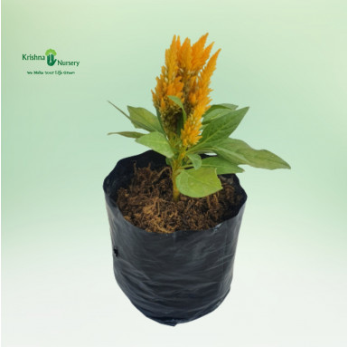 Celosia Plant - Yellow Flower - Seasonal Plants -  - celosia-plant-yellow-flower -   