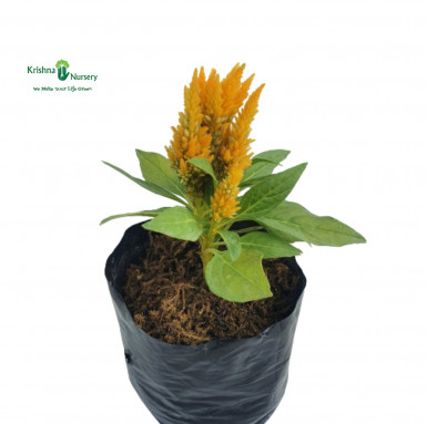 Celosia Plant - Yellow Flower - Seasonal Plants -  - celosia-plant-yellow-flower -   