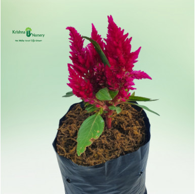 Celosia Plant - Pink Flower - Seasonal Plants -  - celosia-plant-pink-flower -   