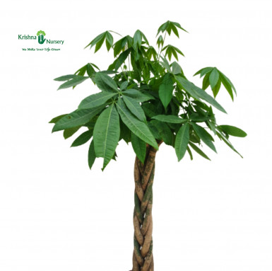 Pachira Braided Tall Plant - Indoor Plants -  - pachira-braided-tall-plant -   