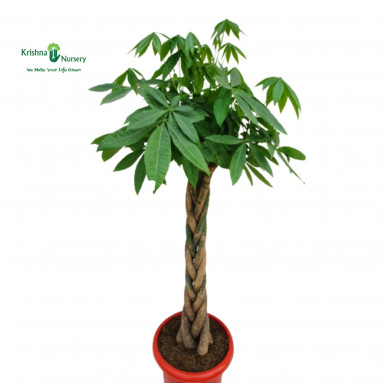 Pachira Braided Tall Plant - Indoor Plants -  - pachira-braided-tall-plant -   