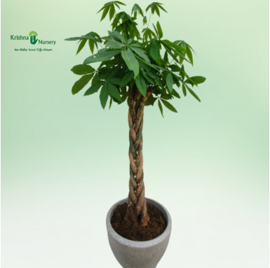 Pachira Money Tree - Premium Products -  - pachira-money-tree -   
