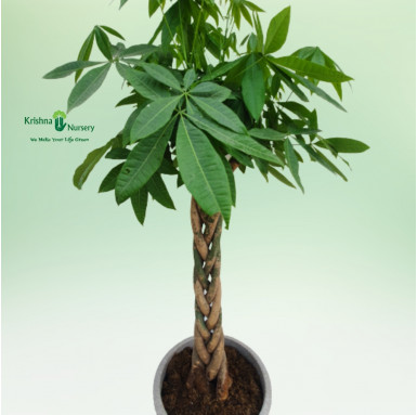 Pachira Money Tree - Premium Products -  - pachira-money-tree -   