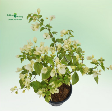 Bougainvillea Plant - White Flower - Flower Plants -  - bougainvillea-plant-white-flower -   